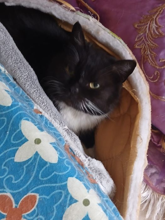 Дарю красивую Кошку!