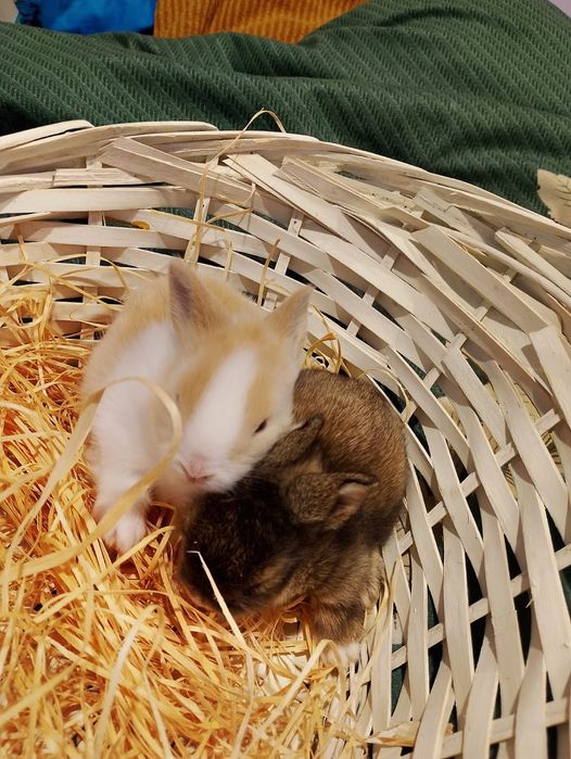 Pui iepurasi miny-toy miniatura POZE REALE!   ,rasa pitica).!