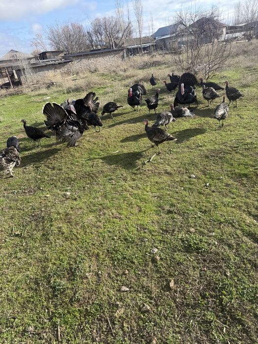 Күркелер сатылады