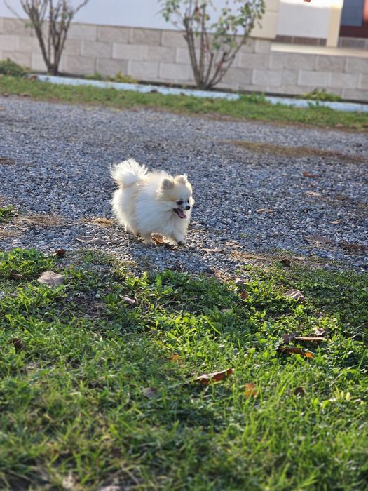 Pomeranian Femelă