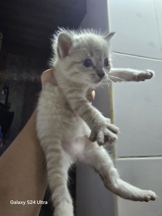 Красивые котята бесплатно!!!