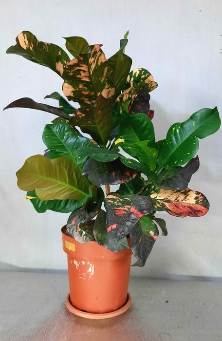 Кротоны крупные растения.