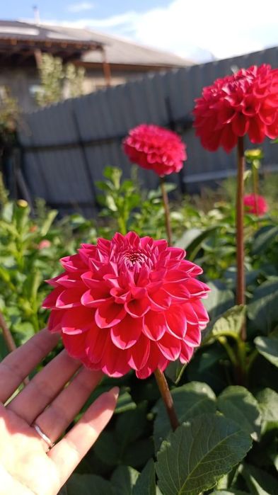 Продаём георгины