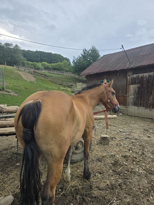 Vand o manza de 3 ani