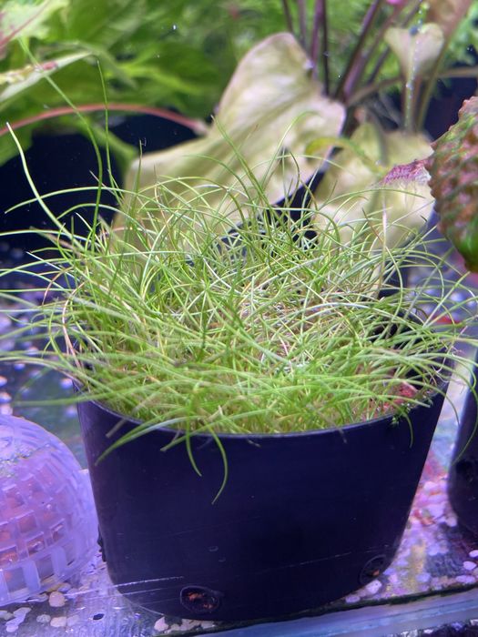 Аквариумные растения