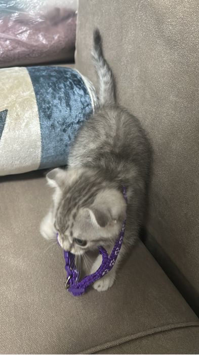 Котенок вислоухий чистокровный