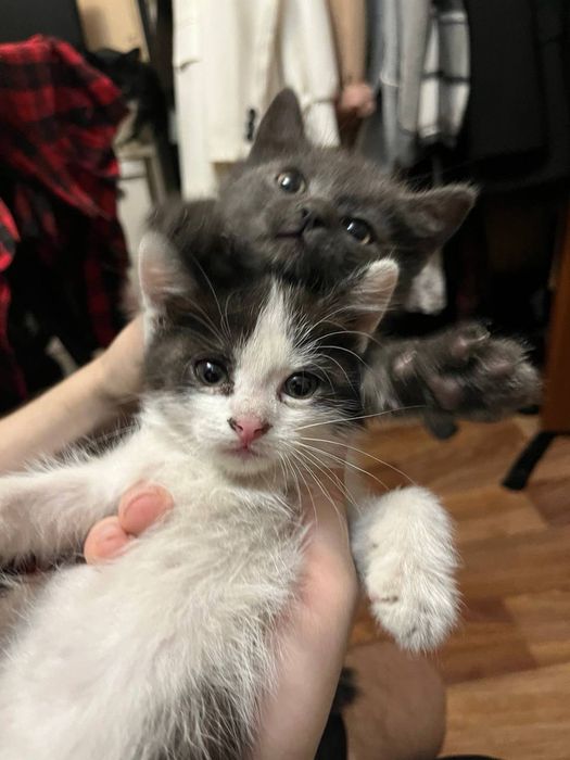 Отдам котят. Два мальчика