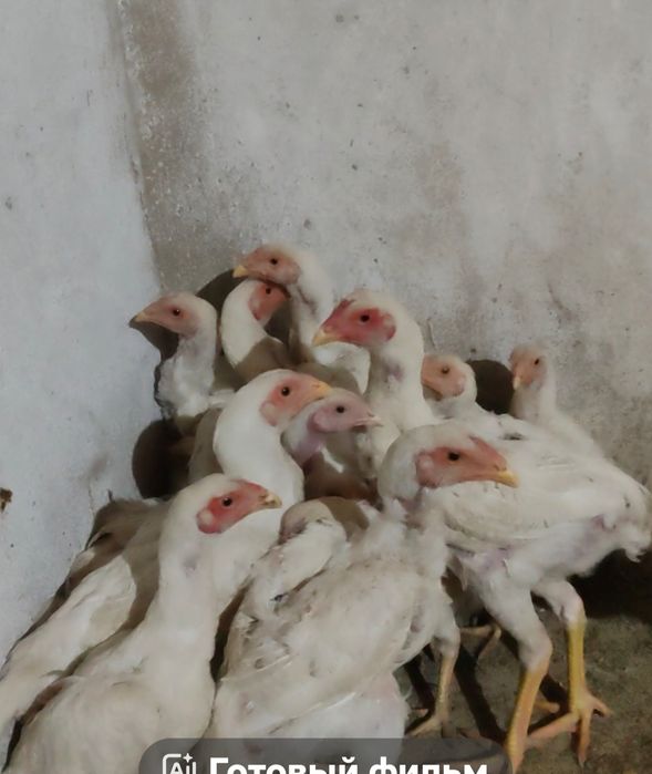 Продам кур о шамо