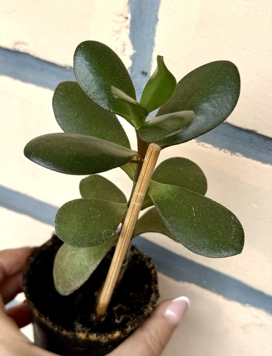 Цветы комнатные, все в горшках