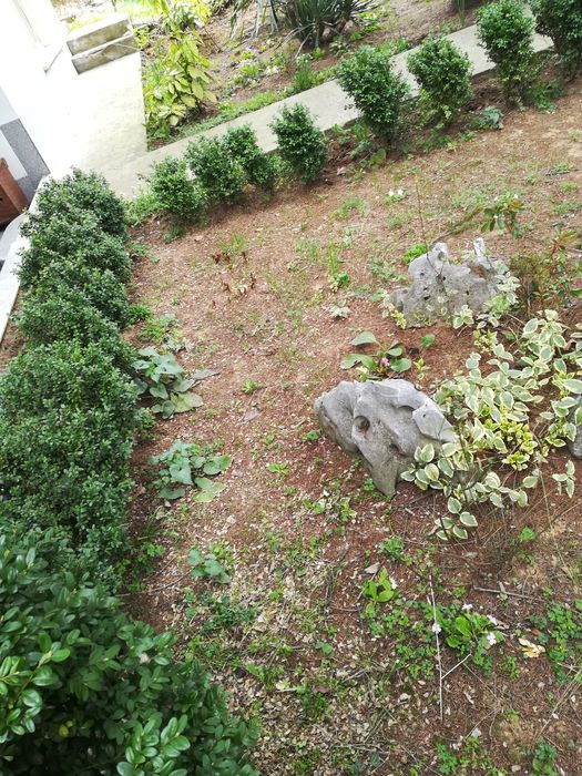 Продавам чемшири за красиви градини