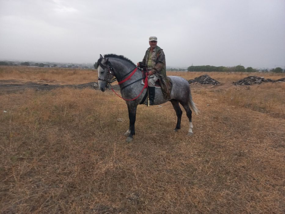 продам жырыбец рысак 4года