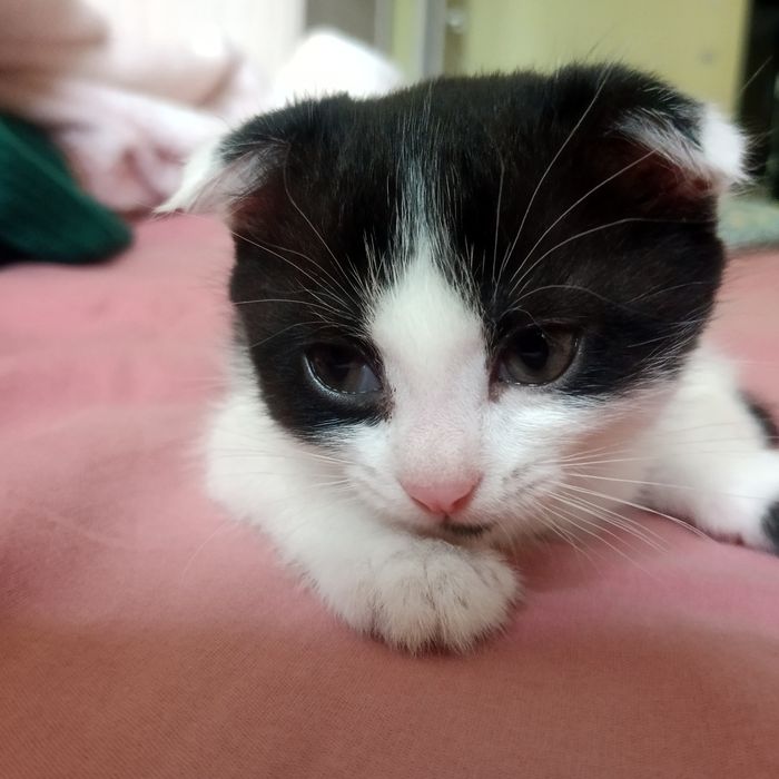 Бесплатно вислоухий котенок