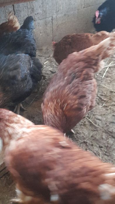 Vand puicute, tinere, sanatoase