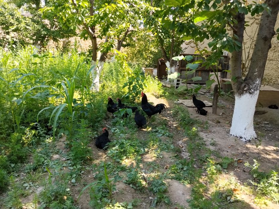 Товуклар кора домашние