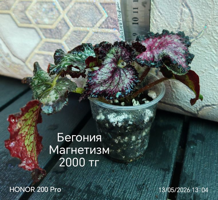 Комнатные цветы. Бегонии.