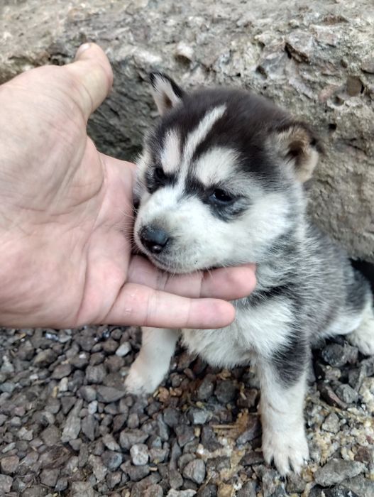 Продам щенков ХАСКИ очень красивые.