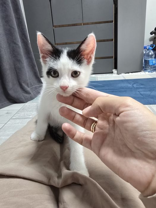 Котёнок мальчик 2,5 месяца