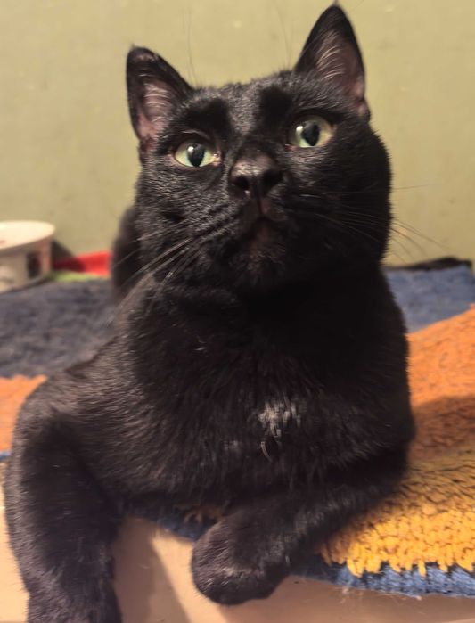 Степногорск. Кисуня ищет дом.