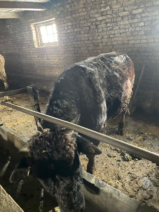 Продам бычков 3 штуки