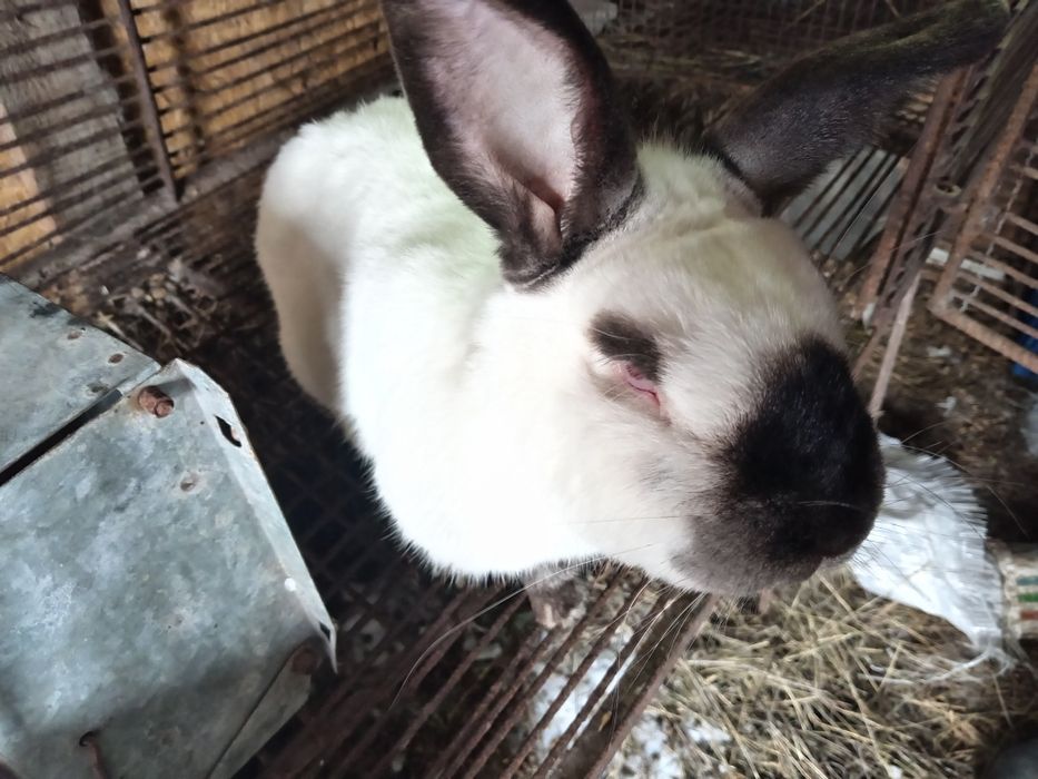 Кролики калифорния