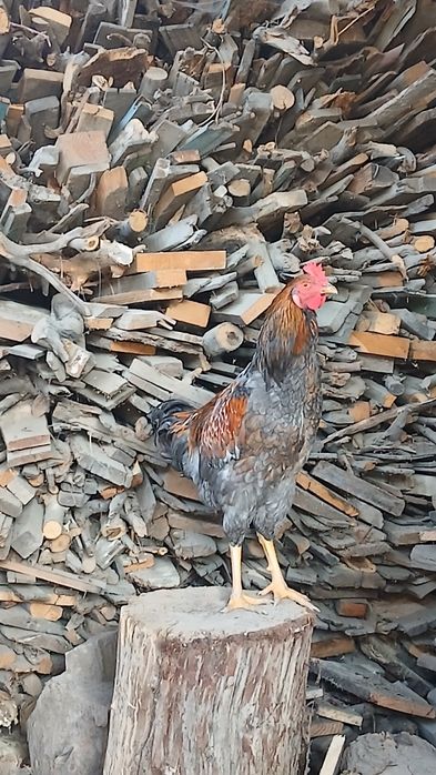 Продам куры кучинские