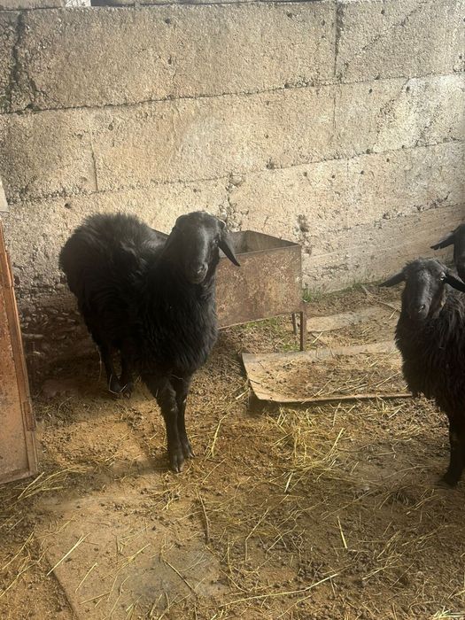 1 қошкар 2 ұрғашы сатылады