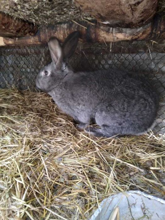 Кролики/не дорогой