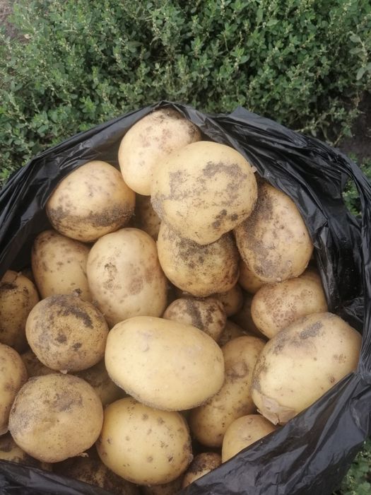 Продам картофель едавой