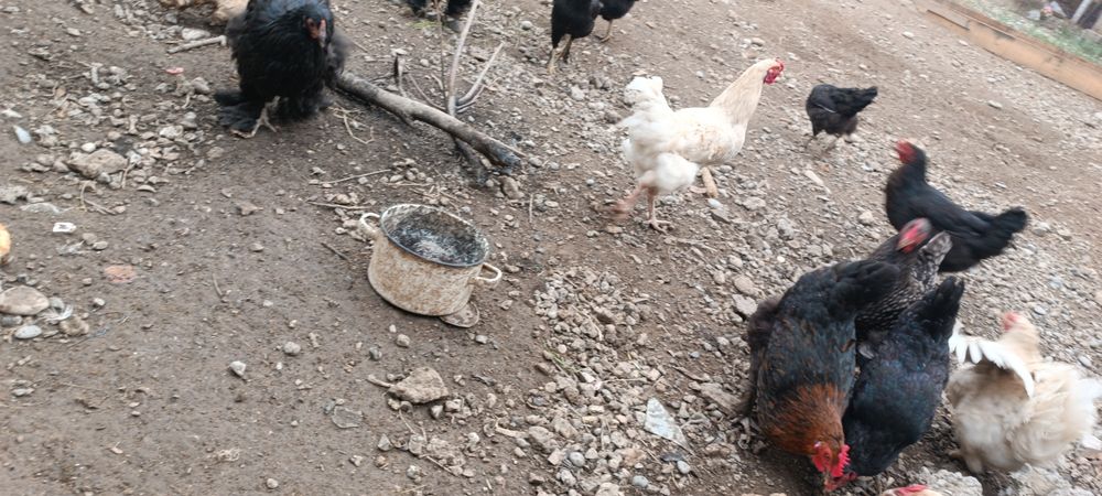 Қораз, әтеш, петух