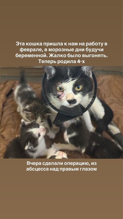 Котята беспллатно