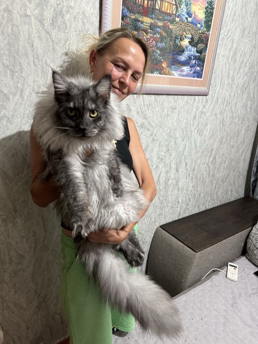 Котенок породы Мейн-кун