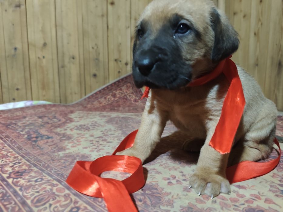 Щенки две девочки и два мальчика