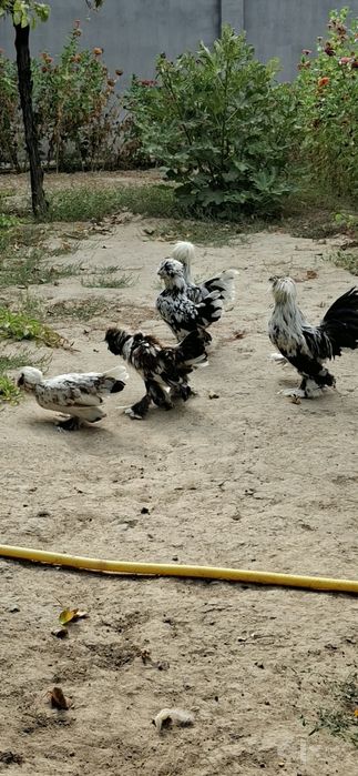 Карейский тройка сотилади.