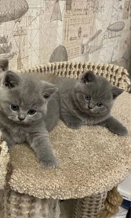 Британские котята, 1.5 мес  девочки
