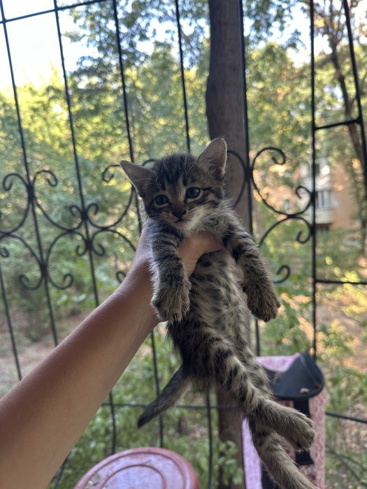 Котята даром срочно!
