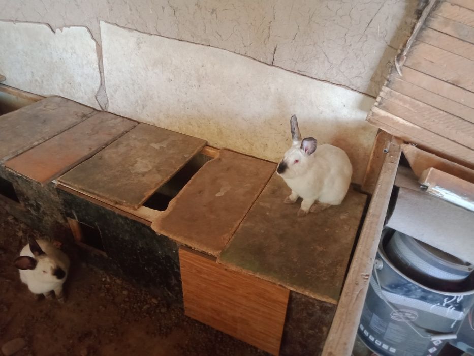 кролики 11 штук кролики