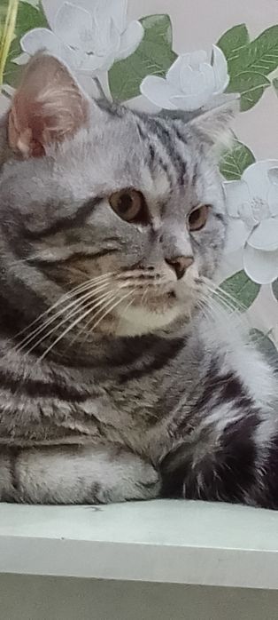 Шотландец  Скотиш Страйт  вязка