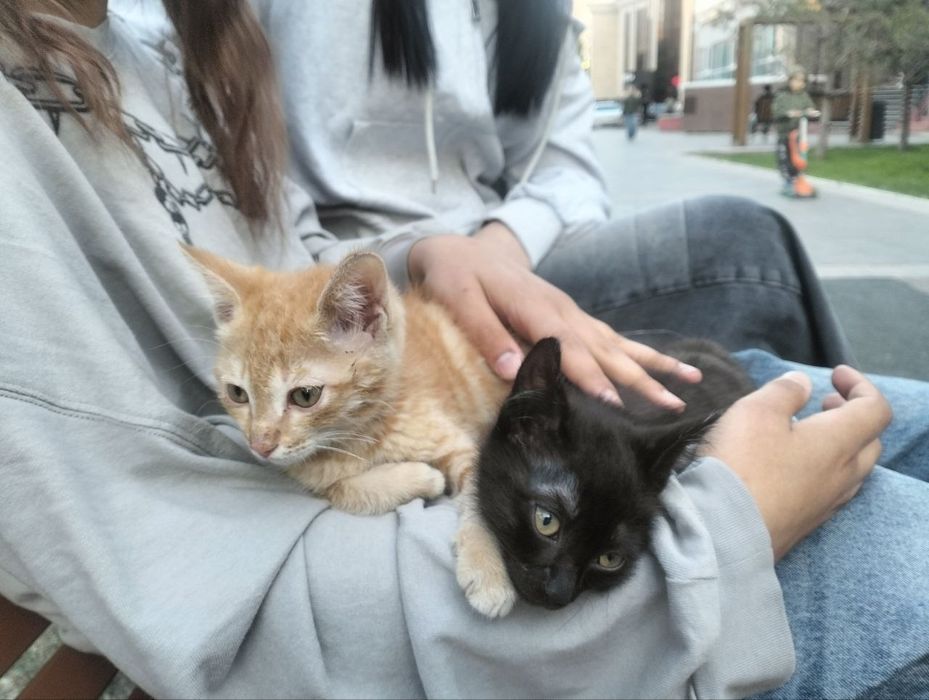 Отдадим котят в добрые руки