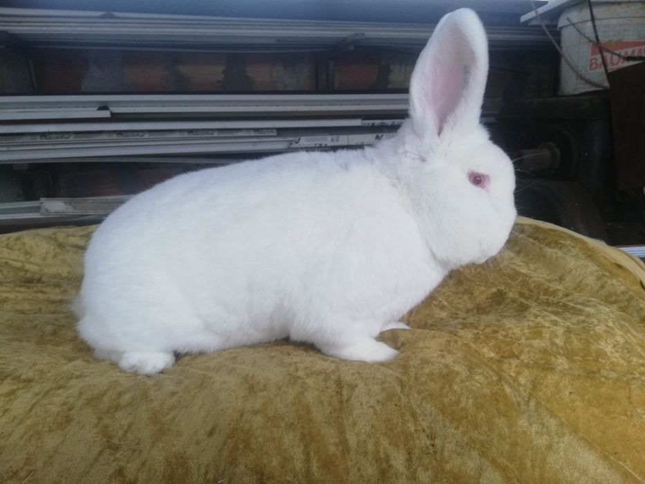 Продавам  зайци различни породи