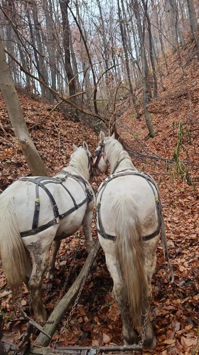 2 Cai de vânzare ,foarte buni de munca și extrem de cuminți
