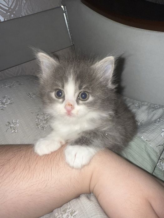 Котенок в добрые руки