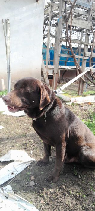 Лабрадор 7 месяцев кобель Лабрадор 7 ойлик угил бола