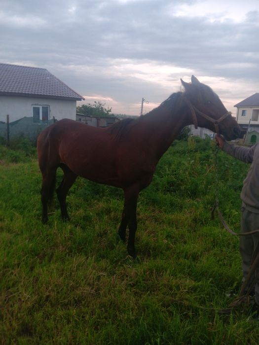 Iapa de vanzare trapasa
