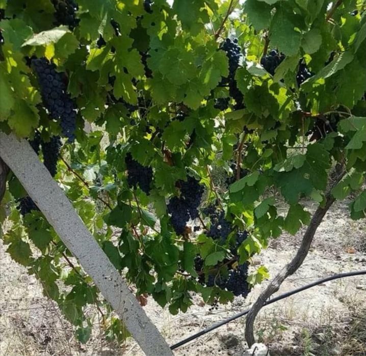 Продавам грозде. Червен мискет каберне мерло