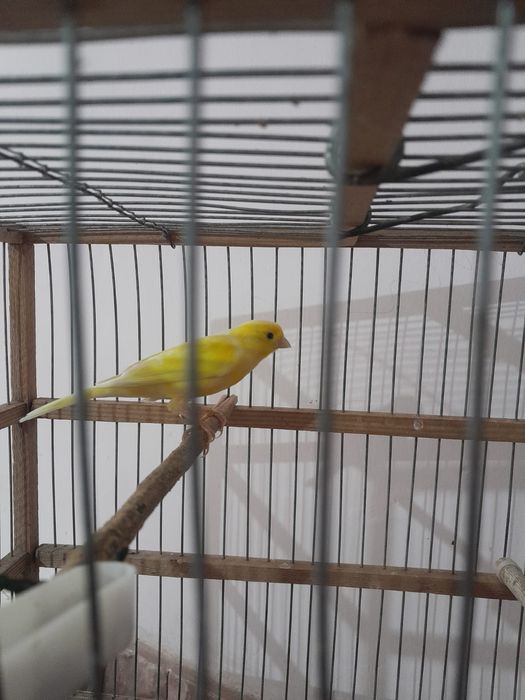 Продаю Конареек.