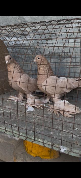 Голуби на гребле