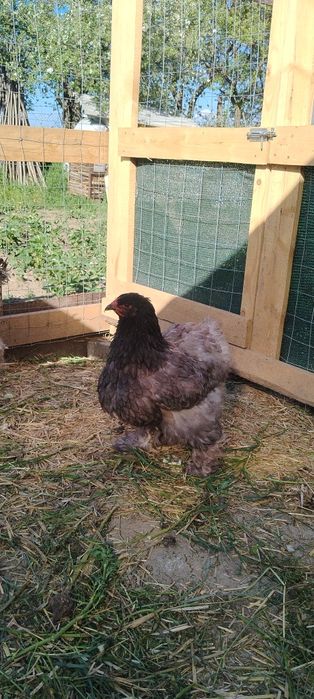 Găini de rasă  brahma