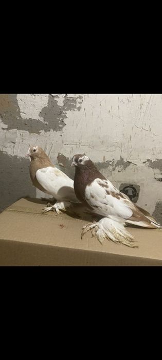Продам бойных голубей