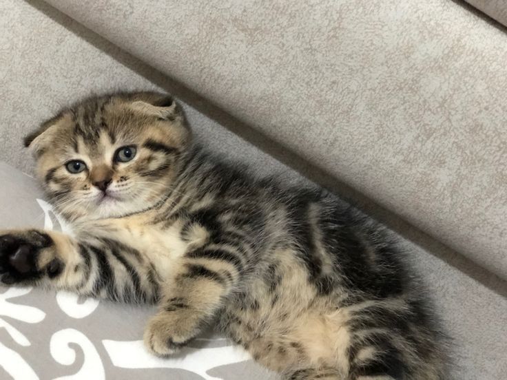 Шотландские котята