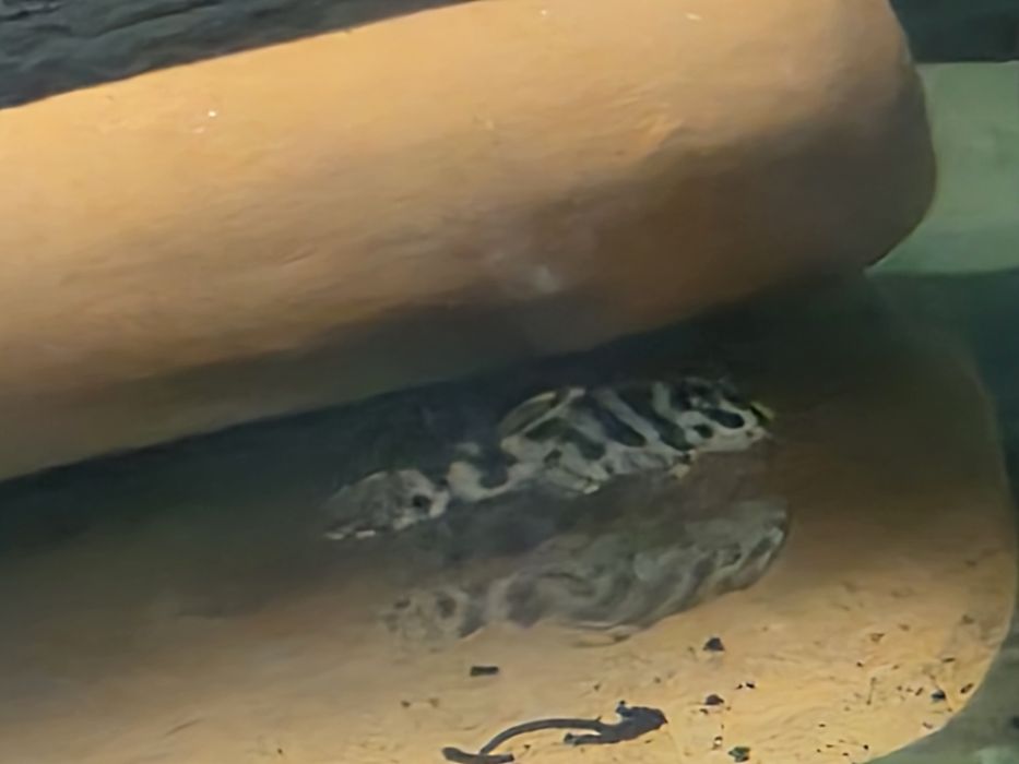 L236 pleco 3+ см.